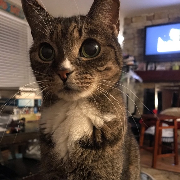 Meet your Posher, Suzer - Picture 5 of 6